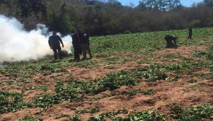 Destruyen más de 84 mil kilogramos de marihuana