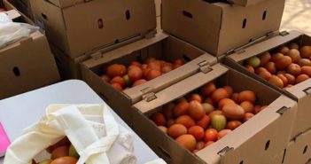 Respondió la ciudadanía vallartense, se acabaron el jitomate del estero