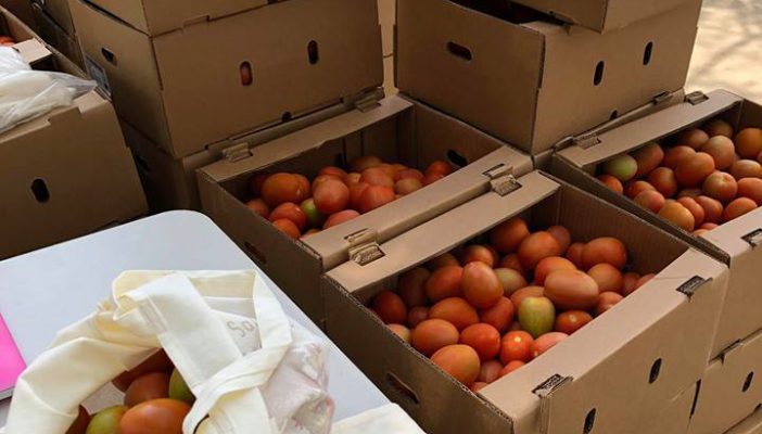 Respondió la ciudadanía vallartense, se acabaron el jitomate del estero