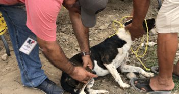 Realizará SSJ vacunación antirrábica masiva en UMA