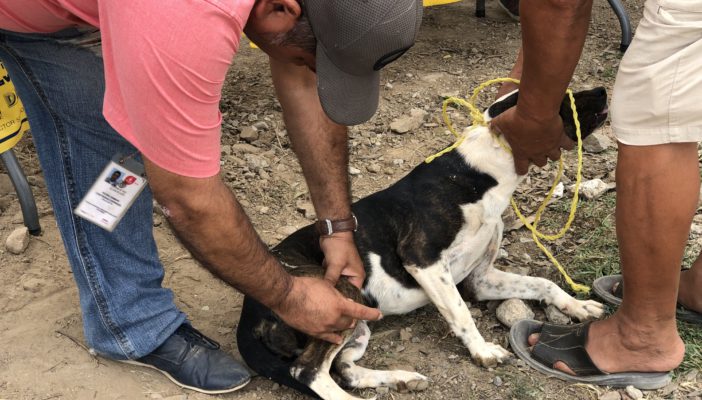 Realizará SSJ vacunación antirrábica masiva en UMA