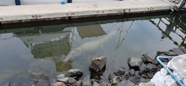 Es falso que las playas de Vallarta estén infestadas de cocodrilos tras el paso de Nora