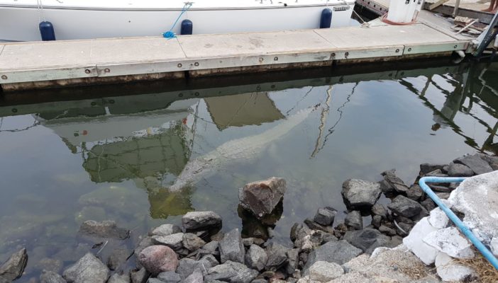 Es falso que las playas de Vallarta estén infestadas de cocodrilos tras el paso de Nora