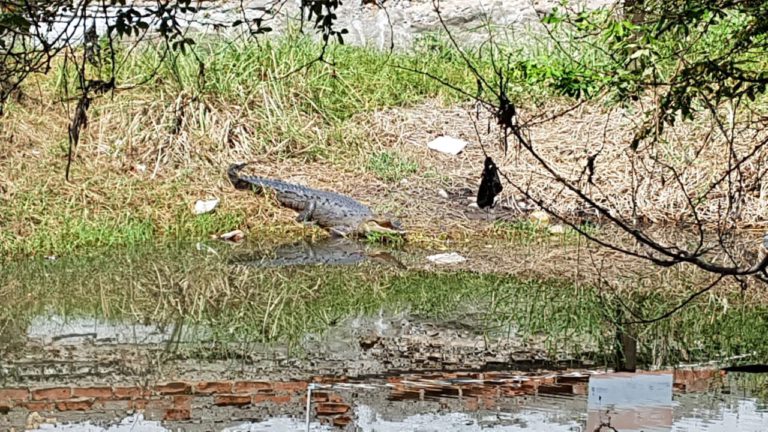 Acceso a playa de los tules, bar y basurero clandestino 1 Acceso a playa de los tules, bar y basurero clandestino