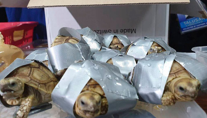 Encuentran a más de mil 500 tortugas dentro de equipaje en Filipinas