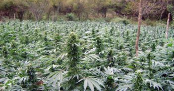 Destruyen más de 150 mil plantas de marihuana en Talpa