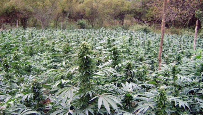 Destruyen más de 150 mil plantas de marihuana en Talpa