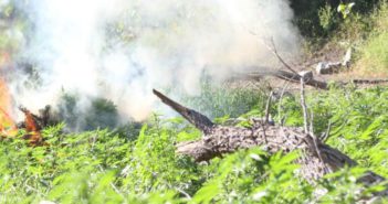Más de 200 kg de marihuana son decomisados en Jalisco