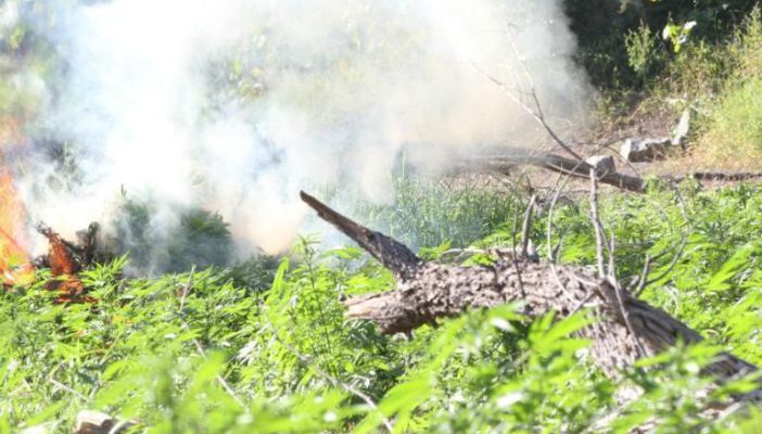 Más de 200 kg de marihuana son decomisados en Jalisco