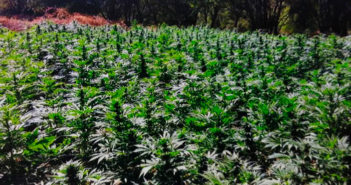 La JIFE menciona a México en críticas sobre uso lúdico de marihuana