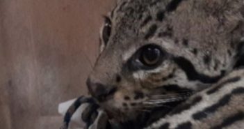 Ocelote atropellado en Badeba fue liberado este viernes