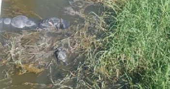 Hallan 19 cuerpos envueltos en bolsas en un canal de aguas negras en Jalisco