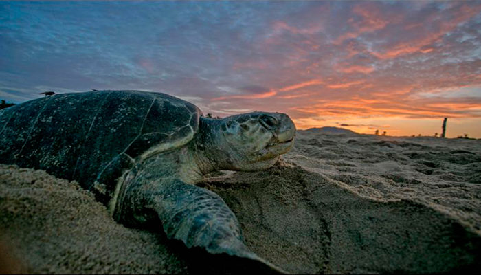 Comienza ya la llegada de tortugas marinas a Puerto Vallarta