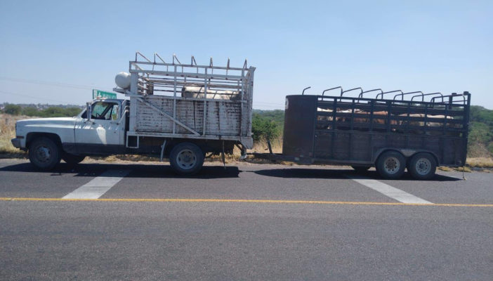 Bajo investigación dos sujetos que transportaban ganado de procedencia desconocida