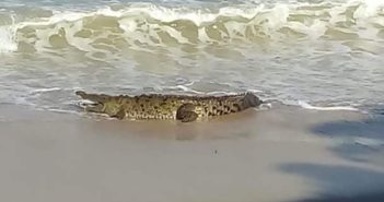 Emiten recomendaciones para evitar encuentros hombre-cocodrilo