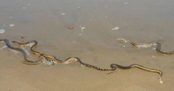Descartan cerrar playa Platanitos por ataques de serpientes marinas