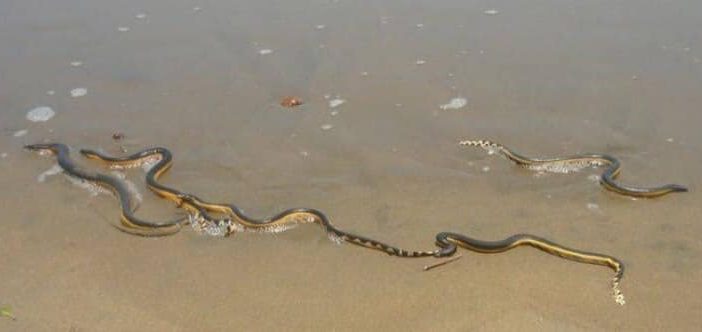 Descartan cerrar playa Platanitos por ataques de serpientes marinas
