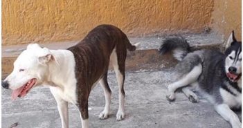 Tras quejas, pararán matanza de perros callejeros en Jalisco