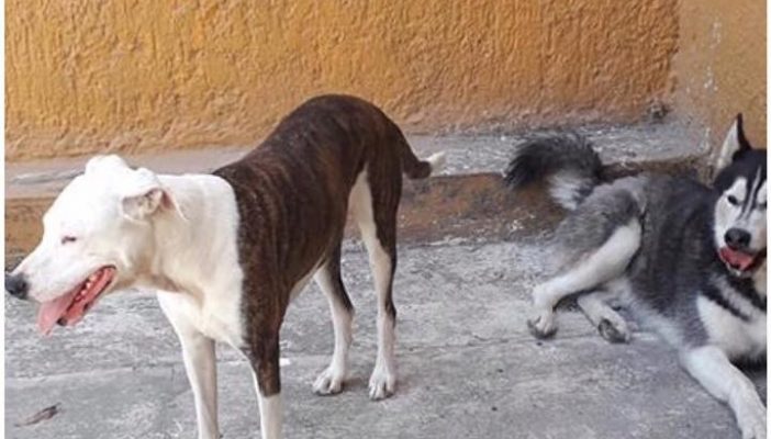 Par de perros bravos atemorizan a vecinos de Aramara
