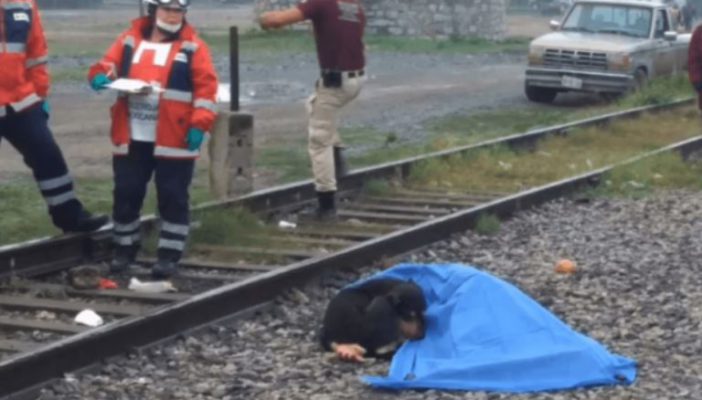 Perro se niega a apartarse del cuerpo de su amo arrollado por un tren