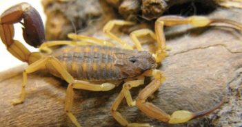 Casi 1,500 picaduras de alacrán se han registrado en la región en 2022