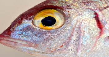 La baba de pescado podría ayudar a vencer a los gérmenes