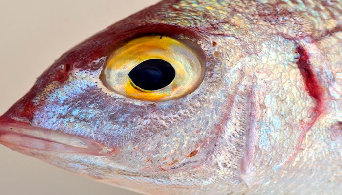 La baba de pescado podría ayudar a vencer a los gérmenes