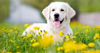 Diputados aprueban castigar con cárcel y multas el maltrato animal en Jalisco