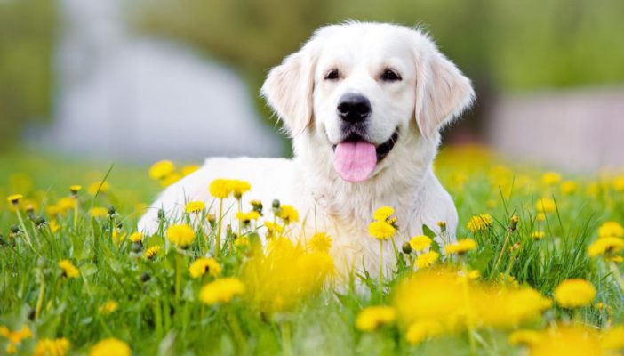 Diputados aprueban castigar con cárcel y multas el maltrato animal en Jalisco