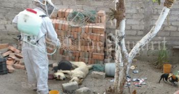 Enjambre de abejas mata a 2 perros en Tepic