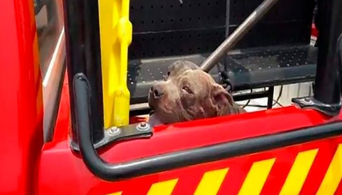 Niña de cuatro años es asesinada a mordidas por Pitbull