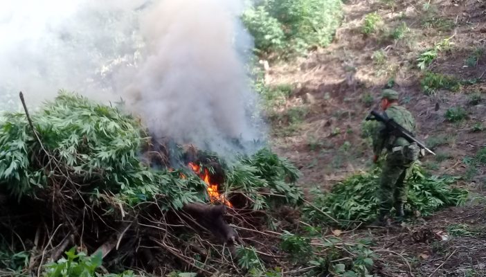 Destruyen casi 100 mil plantas de marihuana en Mascota