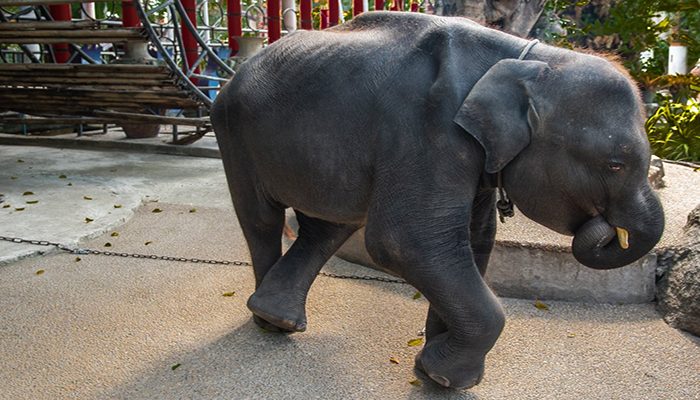 Tras ser forzado a bailar en un zoológico, elefante bebé muere