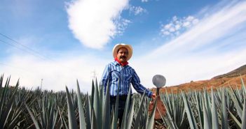 Jalisco es uno de los tres estados líderes en producción de miel