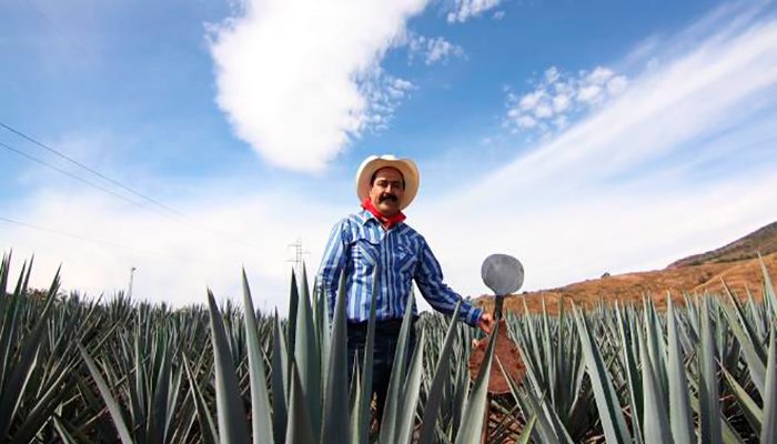 Jalisco es uno de los tres estados líderes en producción de miel