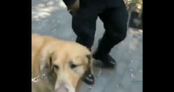 Arrestan 13 horas a dueña de perros que se metieron a una fuente