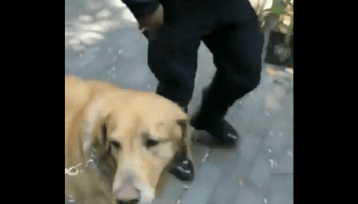 Arrestan 13 horas a dueña de perros que se metieron a una fuente