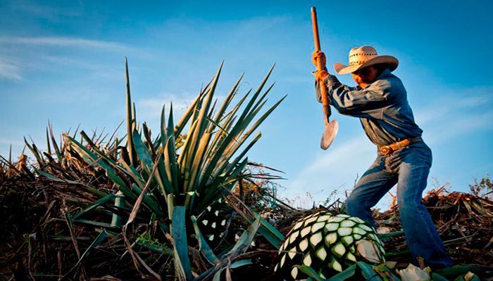 Jalisco sufre escasez de agave; organizarán Expo Feria