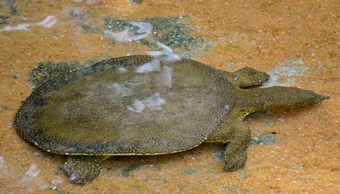 Muere la última tortuga hembra de caparazón blando