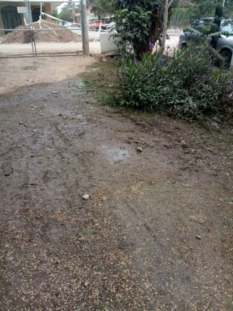 Canchas de Las Juntas en condiciones terribles, COMUDE ignora llamados 3 Canchas de Las Juntas en condiciones terribles, COMUDE ignora llamados