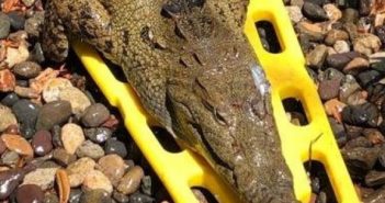 Asociación civil habría levantado la mano para operar al cocodrilo, pero Ecología ya lo había liberado