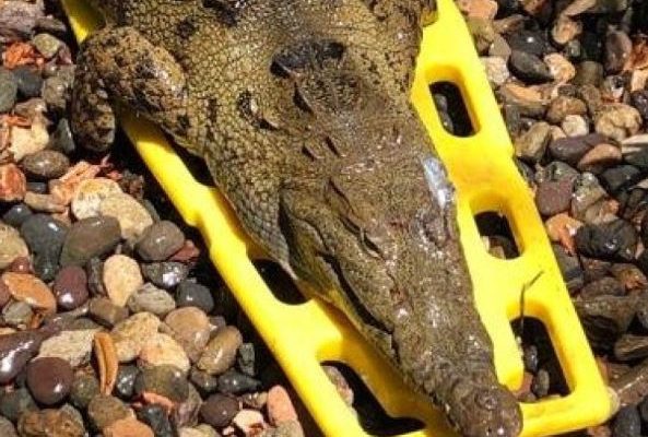 Asociación civil habría levantado la mano para operar al cocodrilo, pero Ecología ya lo había liberado