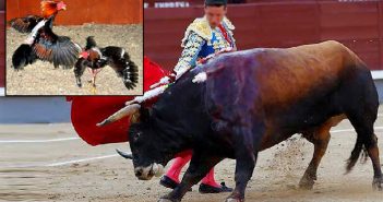 Logran prohibir las corridas de toros y peleas de gallos; Quintana Roo