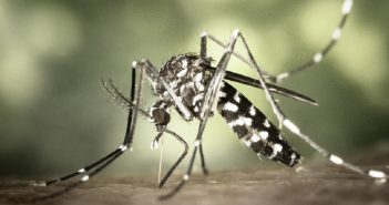 114 casos de dengue registra la región sanitaria en Puerto Vallarta