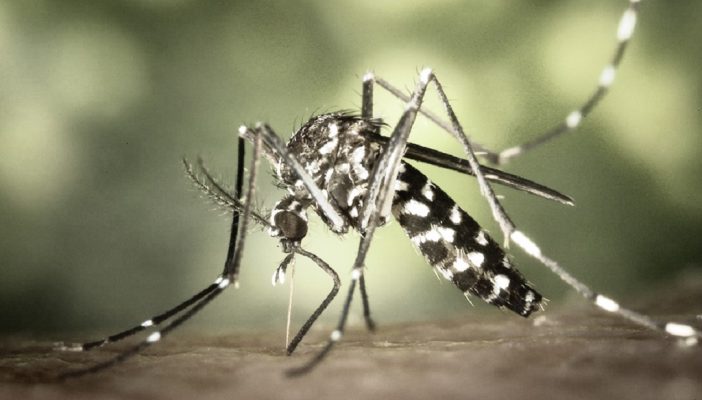 114 casos de dengue registra la región sanitaria en Puerto Vallarta