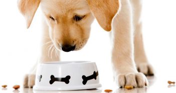 Jalisco, el líder en fabricación de alimentos para animales