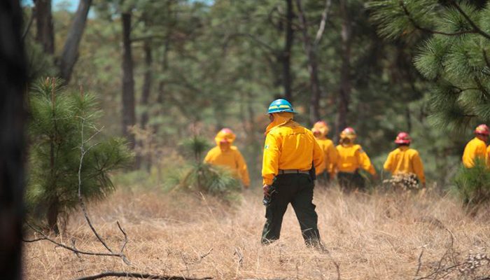 Destinan 161 millones para conservación de zonas forestales en Jalisco