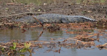 Atropellan a cocodrilo y suman 3 muertos en 2 años