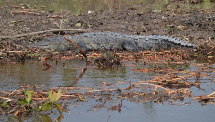 Atropellan a cocodrilo y suman 3 muertos en 2 años
