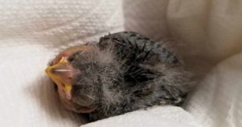 Borracho encuentra a pajarito herido y lo manda al veterinario en Uber